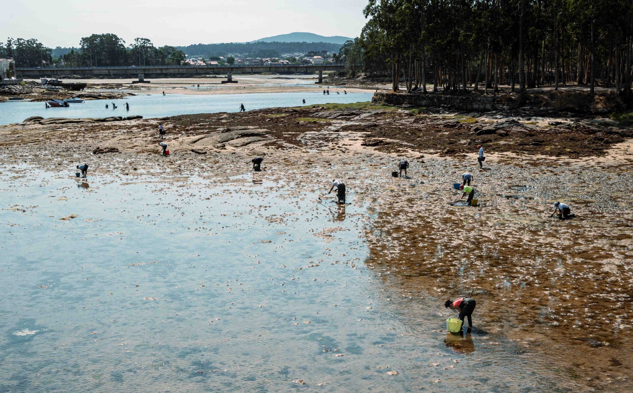 Descubre el marisqueo con los cinco sentidos en Vilanova de Arousa